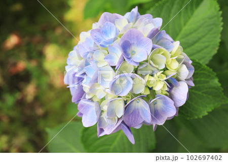優しい薄紫色をした紫陽花 102697402