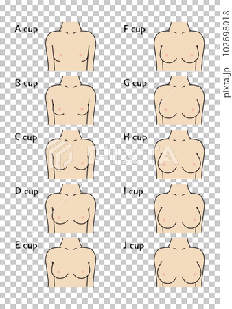 bust cup size front - Stock Illustration [102698018] - PIXTA