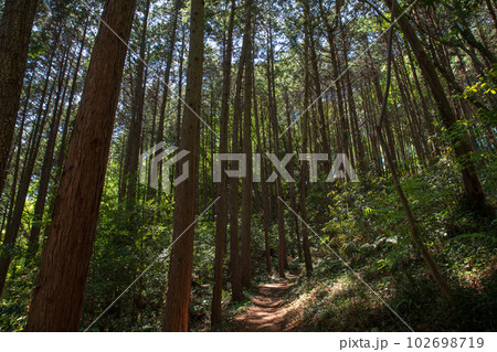 小倉城跡までの道程 急斜面の登り道 杉林 ときがわ町 小倉城跡までの道程 急斜面の登り道 杉林 ときがわ町 102698719