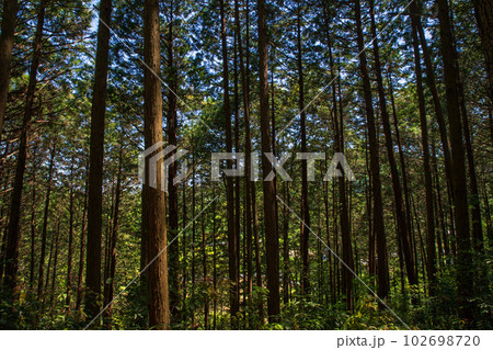 小倉城跡までの道程 急斜面の登り道 杉林 ときがわ町 小倉城跡までの道程 急斜面の登り道 杉林 ときがわ町 102698720