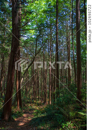 小倉城跡までの道程 急斜面の登り道 杉林 ときがわ町 小倉城跡までの道程 急斜面の登り道 杉林 ときがわ町 102698722