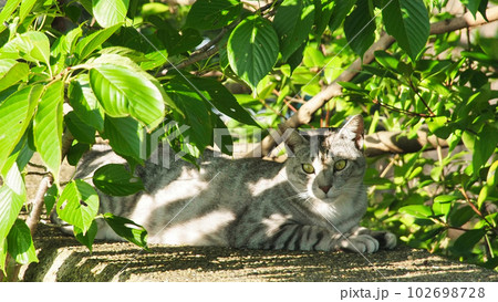 木陰でお昼寝のサバトラ猫の写真素材 [102698728] - PIXTA