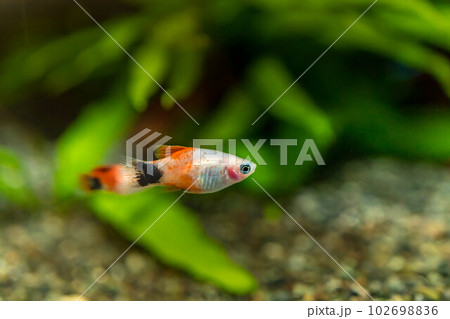 可愛らしい熱帯魚~ミッキー 可愛らしい熱帯魚~ミッキー 102698836