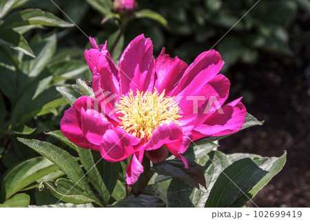 大形の紅色のシャクヤクの花【ボタン科多年草】 102699419