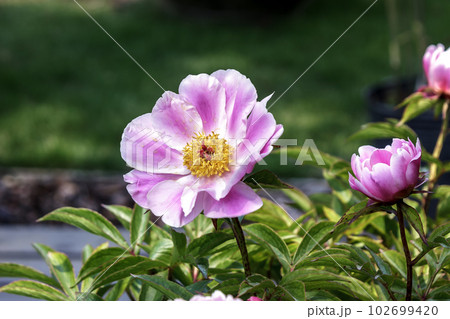 立てば芍薬、シャクヤクの花【ボタン科多年草】 立てば芍薬、シャクヤクの花【ボタン科多年草】 102699420