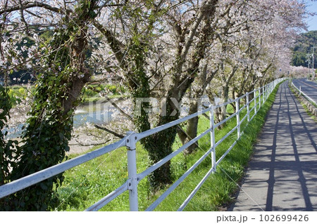 歩道沿いの桜並木 歩道沿いの桜並木 102699426