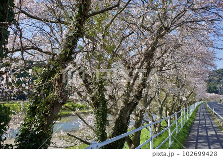 歩道沿いの桜並木 102699428
