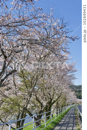 歩道沿いの桜並木 歩道沿いの桜並木 102699431