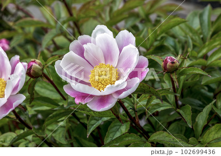 立てば芍薬、シャクヤクの花【ボタン科多年草】 102699436
