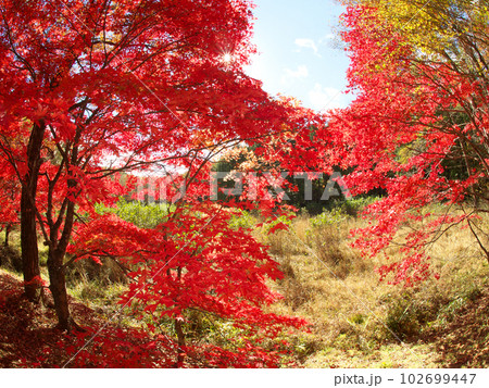 豊田の湿地での紅葉 102699447