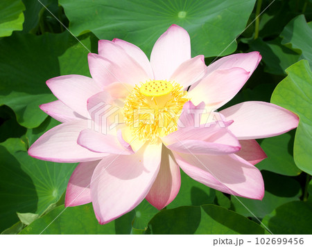 美しい蓮の花 102699456