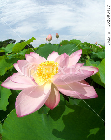 蓮の花と空 102699457