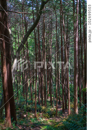 小倉城跡までの道程　急斜面の登り道　杉林　ときがわ町　　 102699503