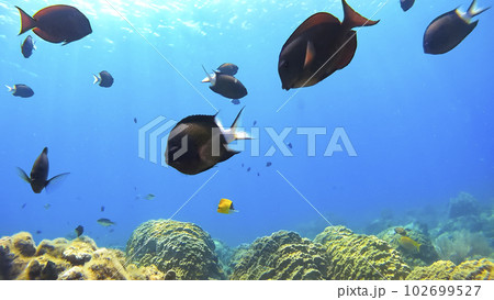 沖縄　阿嘉島のニシハマビーチ　水中撮影 102699527