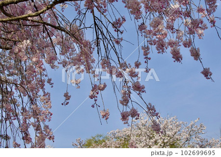 枝垂れ桜と青い空の春イメージ 枝垂れ桜と青い空の春イメージ 102699695