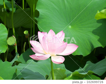 ハスの蕾 淡い緑色とピンク色 ハスの蕾 淡い緑色とピンク色 ハスの蕾の写真素材 [225205229