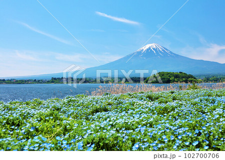 初夏の青空とネモフィラの風景　そして富士山 102700706