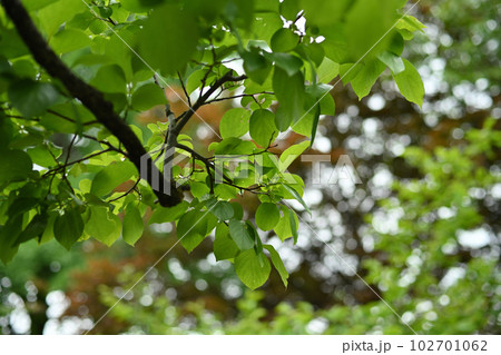 古木と若葉 102701062