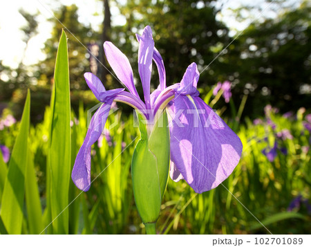 横から見た紫色のカキツバタの花 102701089