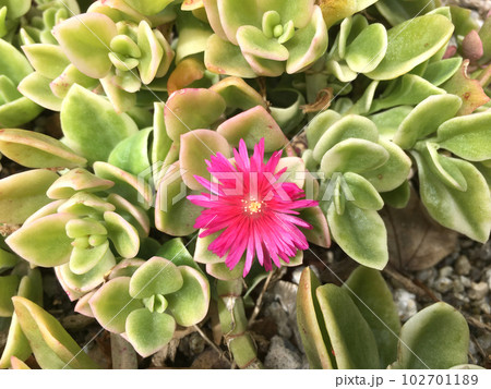 一輪の花蔓草 庭園 /写真 一輪の花蔓草 庭園 /写真 102701189