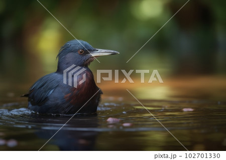 水鳥が起こす波紋：AI作品 102701330