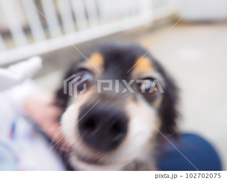 忙しない犬のイメージ 102702075