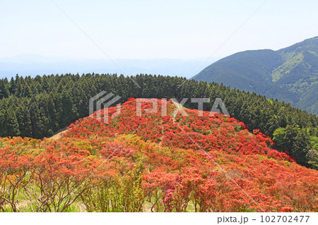 大和葛城山（やまとかつらぎさん）の自然ツツジ園 102702477