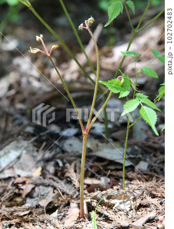 山菜のトリアシショウマの若芽 102702483