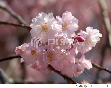 キレイに咲いたしだれ桜のマクロ写真 102702671