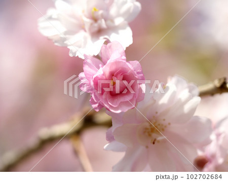 淡い色の咲き始めた桜の花 102702684