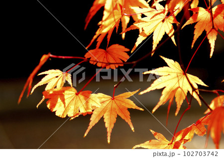 秋の風物詩　紅葉 102703742