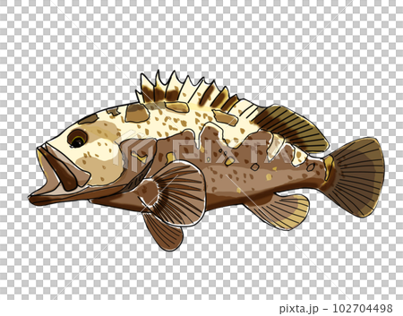 ハタのイラスト素材 [102704498] - PIXTA