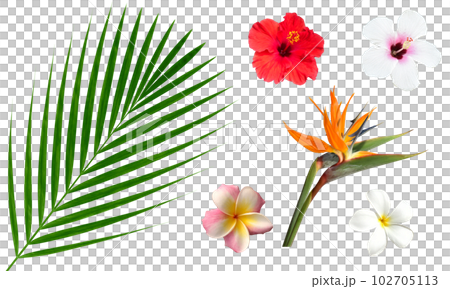 椰子の葉・ハイビスカス・プルメリア・トロピカルな花葉のキリヌキ素材、影なしセット 102705113