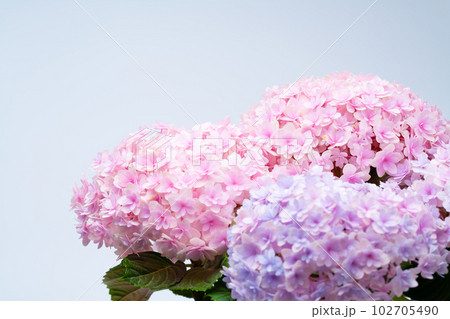 紫陽花 102705490