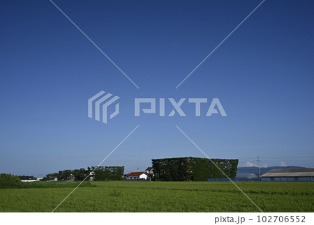 夏の築地松 102706552