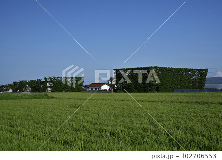 夏の築地松 夏の築地松 102706553