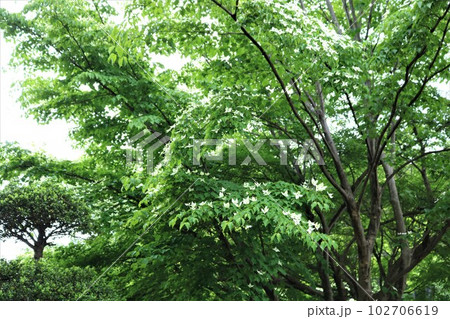小雨の公園　新緑と静かに咲くヤマボウシの花　 102706619