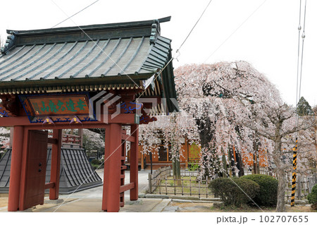 福島県の一本桜・・円東寺のしだれ桜 福島県の一本桜・・円東寺のしだれ桜 102707655