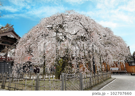 福島県の一本桜・・円東寺のしだれ桜 102707660