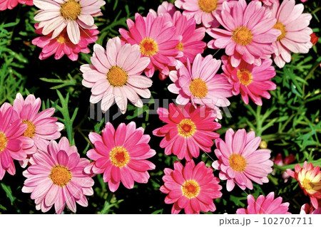 たくさんのピンクのガーベラの花が一面に咲き誇る風景 たくさんのピンクのガーベラの花が一面に咲き誇る風景 102707711