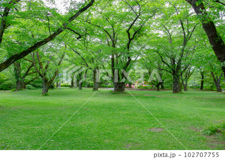 春日城址公園　伊那市 102707755