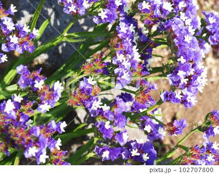 スターチスの花 102707800
