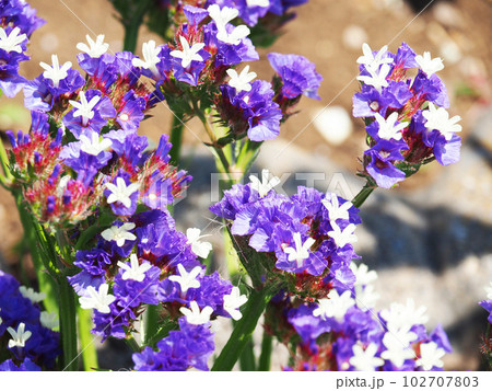 スターチスの花 102707803