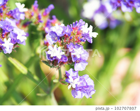 スターチスの花 スターチスの花 102707807
