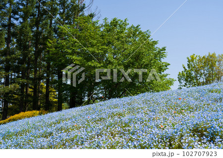 ネモフィラ(国営讃岐まんのう公園)香川県まんのう町 102707923