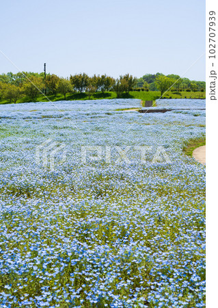ネモフィラ(国営讃岐まんのう公園)香川県まんのう町 ネモフィラ(国営讃岐まんのう公園)香川県まんのう町 102707939