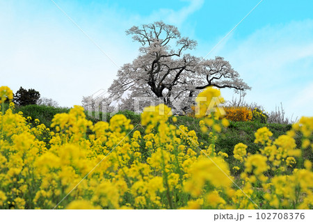 福島県の桜・・一本桜の塩ノ崎の大桜と周辺の桜 福島県の桜・・一本桜の塩ノ崎の大桜と周辺の桜 102708376