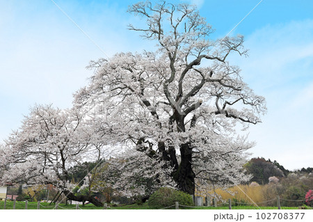 福島県の桜・・一本桜の塩ノ崎の大桜と周辺の桜 102708377