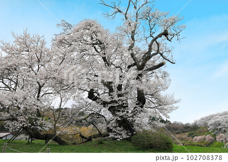 福島県の桜・・一本桜の塩ノ崎の大桜と周辺の桜 福島県の桜・・一本桜の塩ノ崎の大桜と周辺の桜 102708378