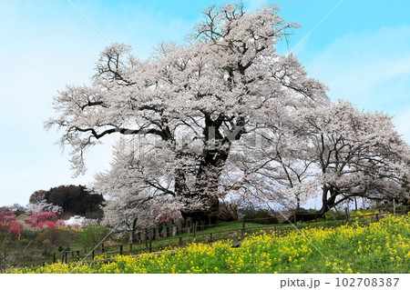 福島県の桜・・一本桜の塩ノ崎の大桜と周辺の桜 102708387
